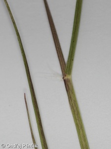 Eragrostis pilosa agg. – okruh miličky chlupaté