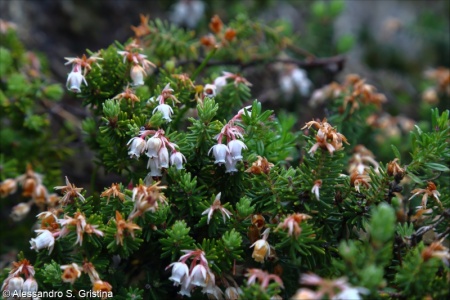 Erica sicula subsp. sicula