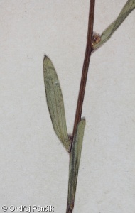 Erigeron angulosus – turan hranatý