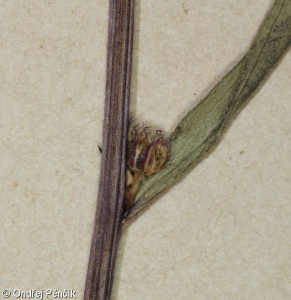 Erigeron angulosus – turan hranatý