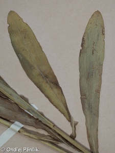 Erigeron macrophyllus – turan velkolistý
