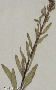 Erigeron podolicus – turan podolský