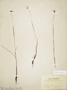 Eriophorum gracile – suchopýr štíhlý