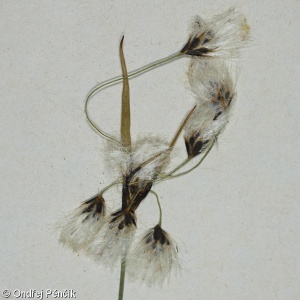 Eriophorum latifolium – suchopýr širolistý