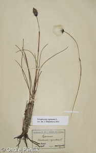 Eriophorum vaginatum – suchopýr pochvatý