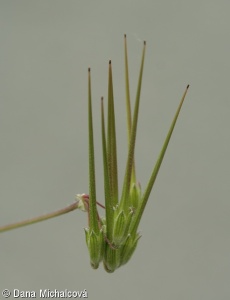 Erodium cicutarium – pumpava obecná, pumpava rozpuková