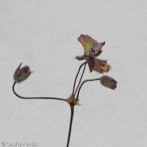 Erodium cicutarium – pumpava obecná, pumpava rozpuková