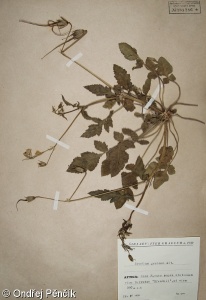 Erodium gruinum – pumpava jeřábí