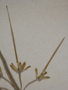 Erodium moschatum