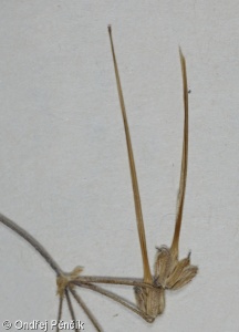 Erodium neuradifolium – pumpava malokvětá