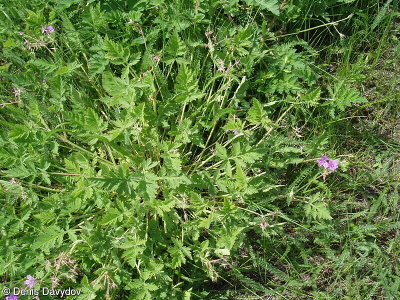 Erodium ruthenicum