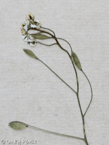 Draba verna subsp. verna