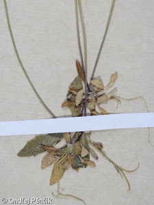 Draba verna subsp. verna