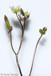 Erophila verna – osívka jarní
