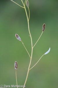 Erophila verna – osívka jarní