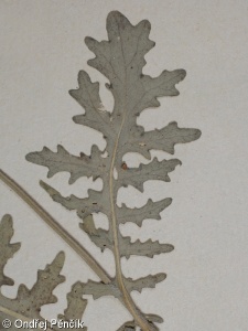 Erucastrum gallicum – ředkevník galský