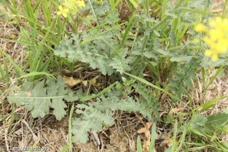Erucastrum nasturtiifolium – ředkevník potočnicolistý