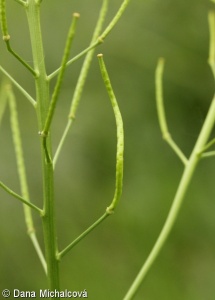 Erucastrum nasturtiifolium – ředkevník potočnicolistý