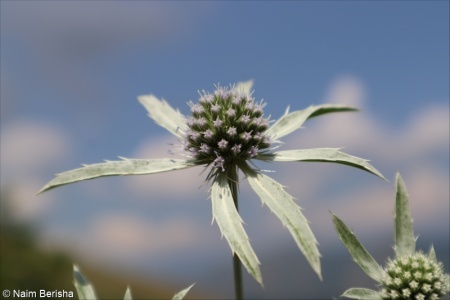 Eryngium palmatum