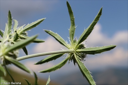 Eryngium palmatum