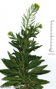 Erysimum cheiranthoides subsp. cheiranthoides – trýzel malokvětý pravý