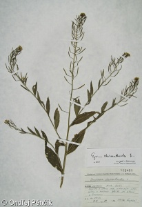 Erysimum cheiranthoides – trýzel malokvětý