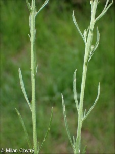 Erysimum diffusum &ndash; trýzel rozvětvený