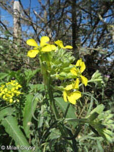 Erysimum pseudorhaeticum