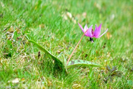 Erythronium dens-canis – kandík psí zub