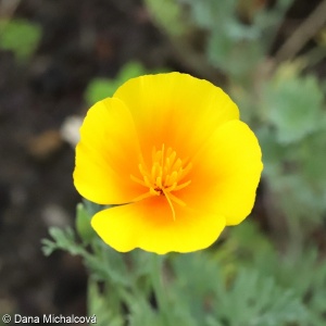 Eschscholzia californica – sluncovka kalifornská