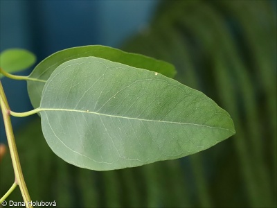 Eucalyptus tereticornis