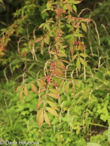 Euonymus alatus