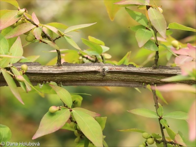 Euonymus alatus