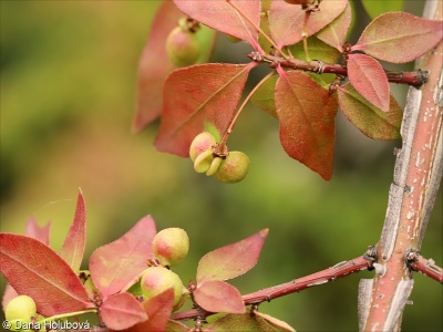 Euonymus alatus