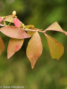 Euonymus alatus