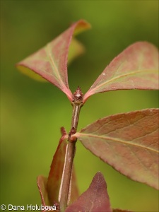 Euonymus alatus