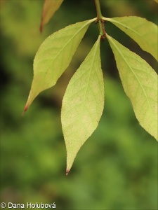 Euonymus alatus