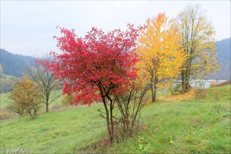 Euonymus europaeus – brslen evropský