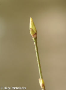Euonymus verrucosus – brslen bradavičnatý