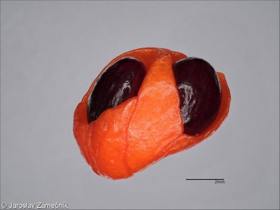Euonymus verrucosus – brslen bradavičnatý