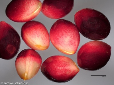 Euonymus verrucosus – brslen bradavičnatý