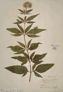 Eupatorium cannabinum subsp. cannabinum – sadec konopáč pravý