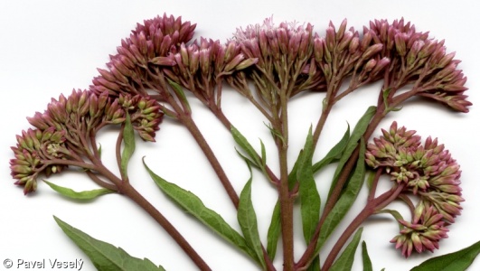 Eupatorium cannabinum subsp. cannabinum – sadec konopáč pravý