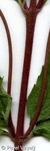 Eupatorium cannabinum – sadec konopáč