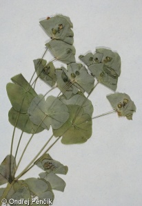 Euphorbia amygdaloides – pryšec mandloňovitý