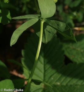 Euphorbia angulata