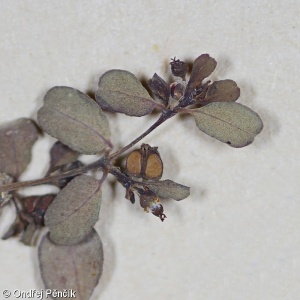 Euphorbia chamaesyce – pryšec šedavý
