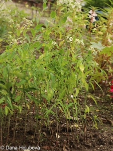 Euphorbia cyathophora