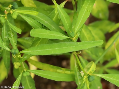 Euphorbia cyathophora