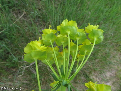 Euphorbia cyparissias – pryšec chvojka